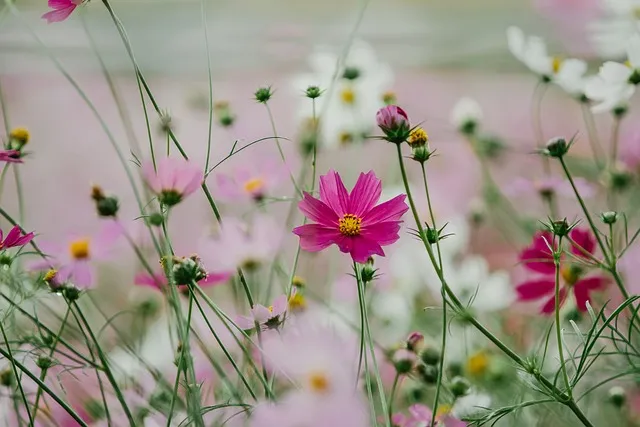 강의 꿈 해몽: 강물 걷기, 빠지기 등 다양한 꿈의 의미