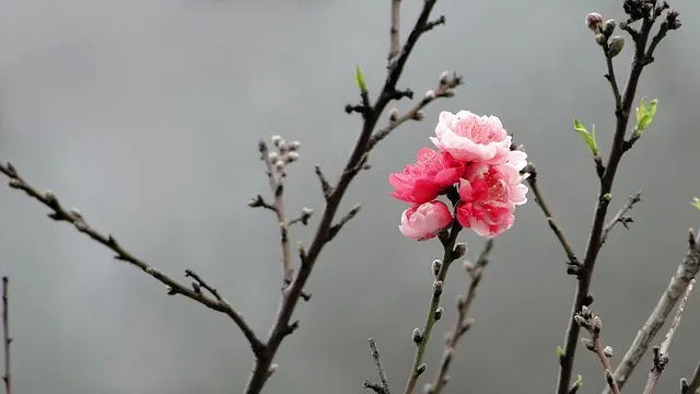 춤추는 꿈해몽: 16가지 의미와 해석으로 알아보는 감정 표현