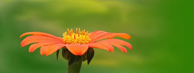 무우 꿈해몽: 상황별 의미와 해석 가이드