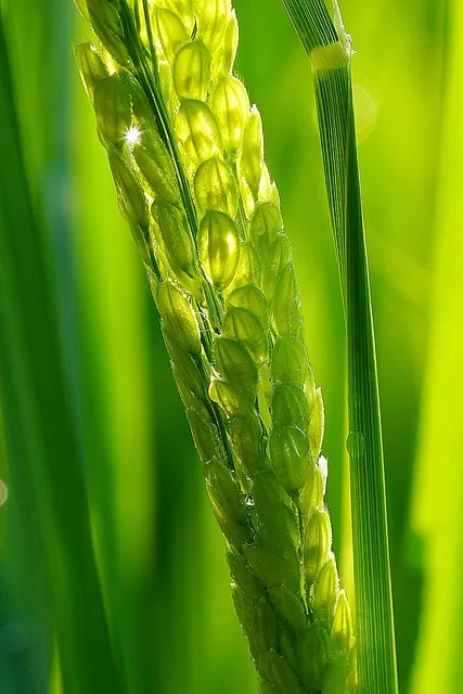 배추 꿈 해몽 - 풍요로움과 재물운의 상징 자세히 알아보기