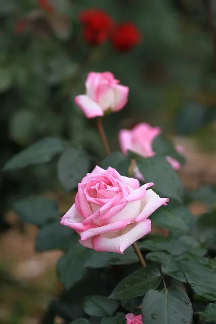 꿈에서 보석을 얻고 경사로운 일 다가올 조짐, 해몽의 키포인트 분석