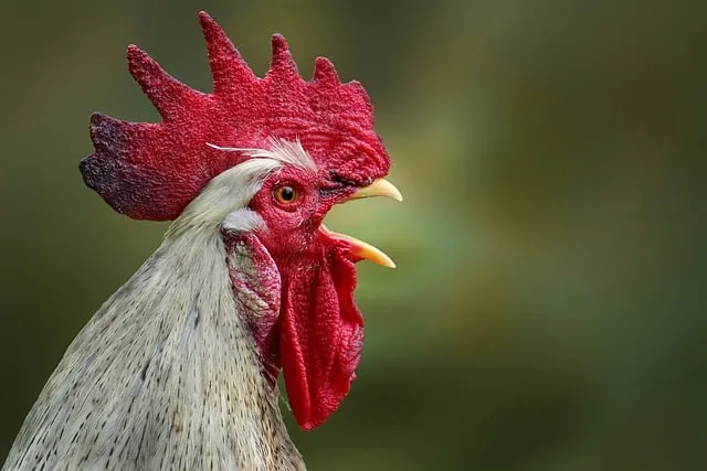 KFC 10월 행사: 치킨나이트 1+1 및 신메뉴 정보
